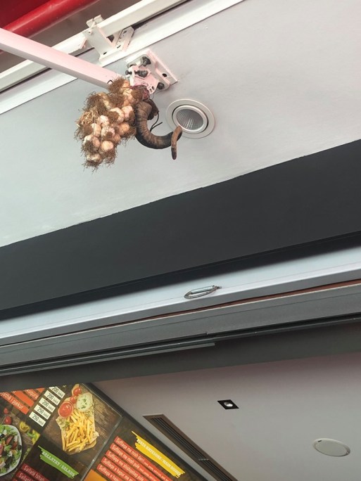 71538594_10157007511744093_8636532736598736896_n